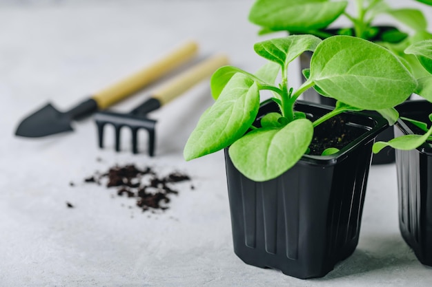 Pot en plastique de semis de fleurs sur fond gris