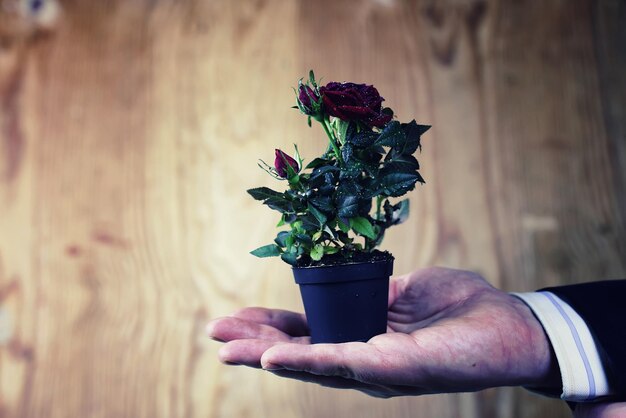 Pot avec la rose dans un fond de costume d'homme de main