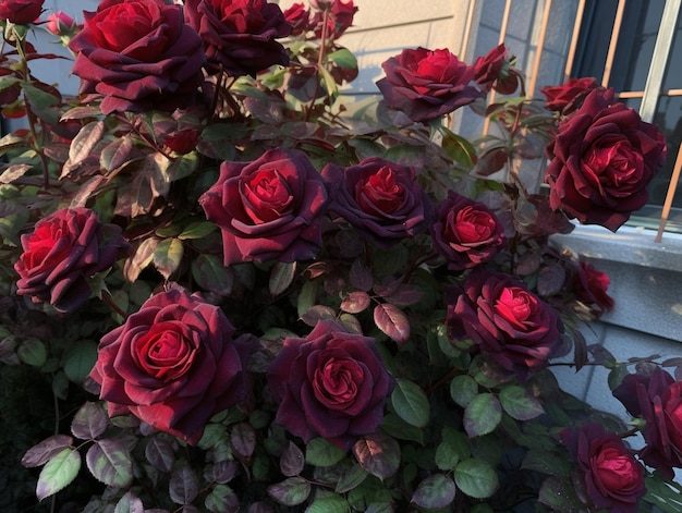 Un pot de roses rouges avec la fenêtre derrière.