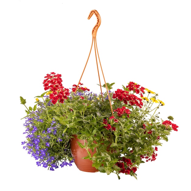 Pot suspendu avec des fleurs colorées