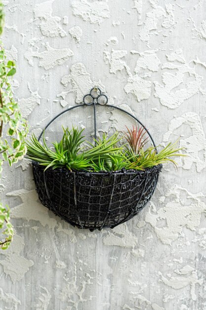 Pot suspendu plante aérienne Sky plant en béton gris bavkground