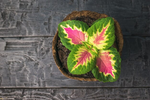 Un pot de tourbe avec une fleur lumineuse sur une table en bois