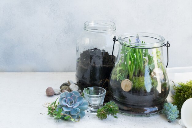 Pot en verre avec des plantes à l'intérieur