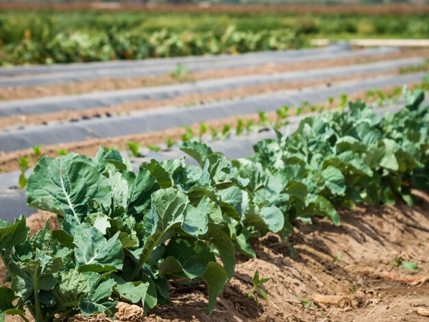 Potager biologique au loin.