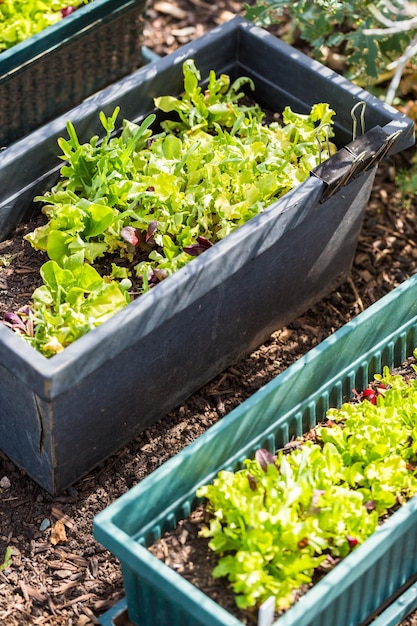 Potager communautaire biologique au début de l'été.