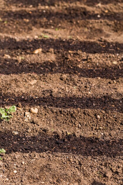 Potager communautaire biologique au début de l'été.