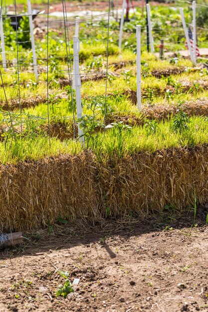 Potager communautaire biologique au début de l'été.