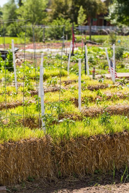 Potager communautaire biologique au début de l'été.