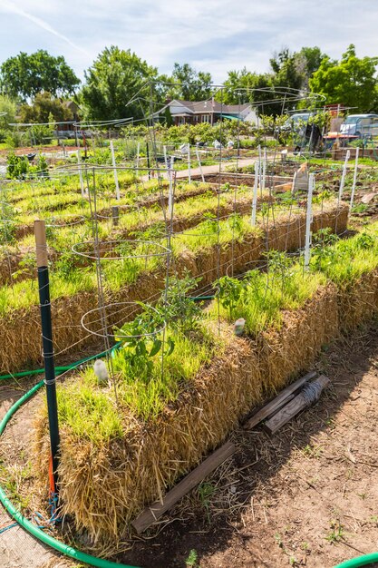 Potager communautaire biologique au début de l'été.