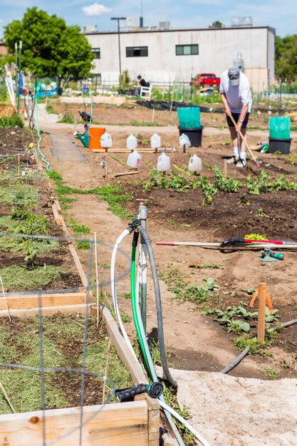 Potager communautaire biologique au début de l'été.