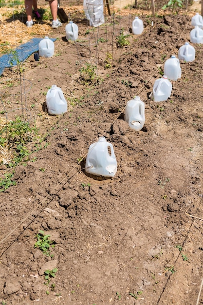 Potager communautaire biologique au début de l'été.