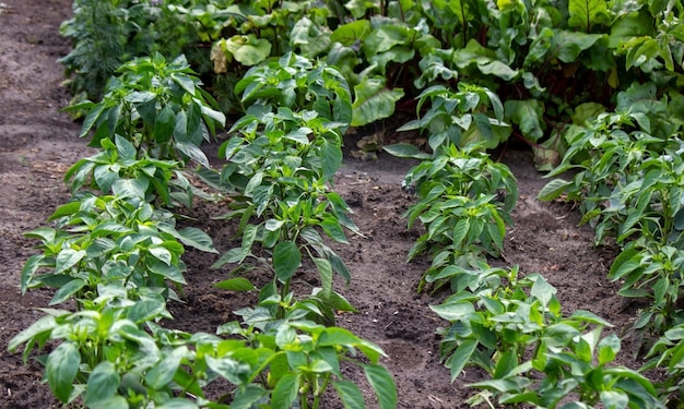 Potager à la ferme, produits bio. Mise au point sélective