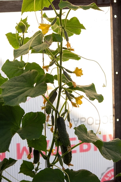 Potager à la ferme, produits bio. Mise au point sélective