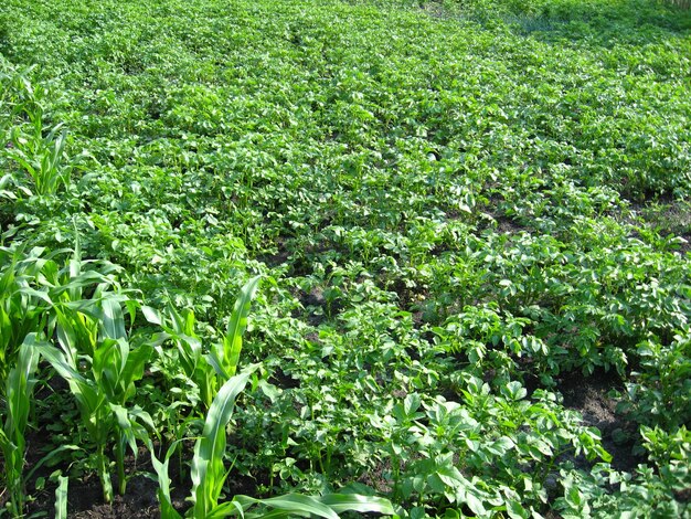 Potager avec un lit d'une pomme de terre en pleine croissance