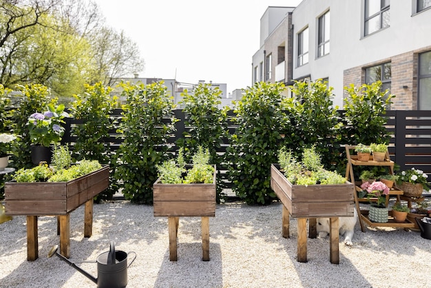 Potager à la maison avec des herbes fraîches