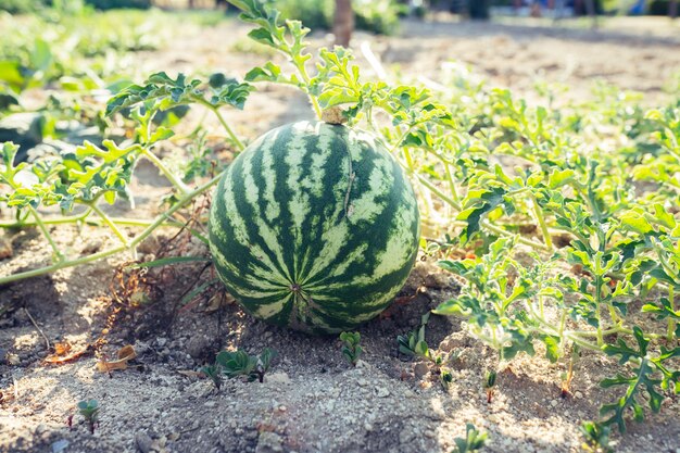 Potager avec des pastèques plantées