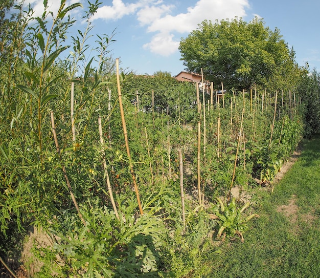 Potager avec plants de tomates