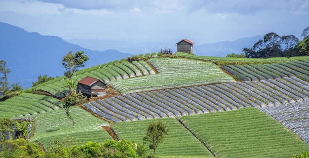 potager en terrasse sur la colline