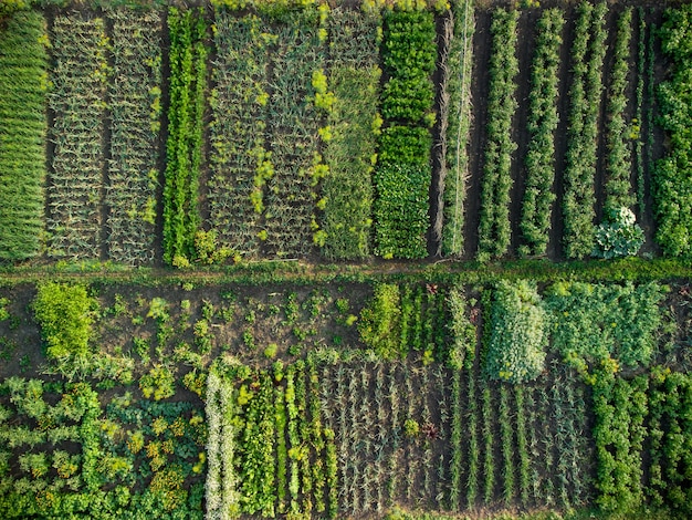 Potager vert, vue aérienne