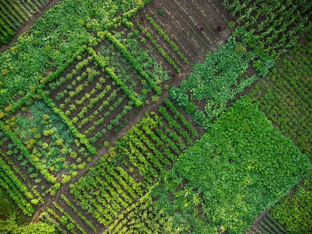 Potager vert, vue aérienne