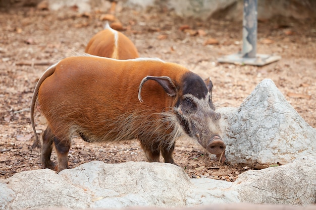 Les potamochères rouges.