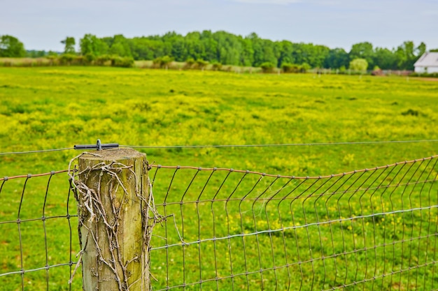 Un poteau en bois détaillé avec des vignes mortes et une clôture en fil de fer attachée à un champ vert et à une forêt