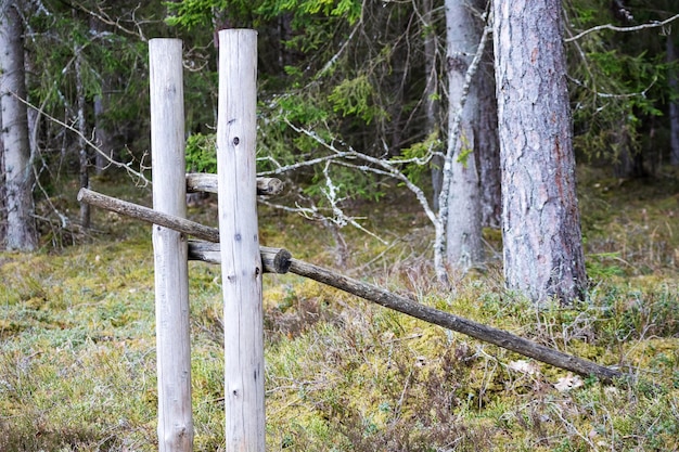 un poteau de clôture dans la forêt