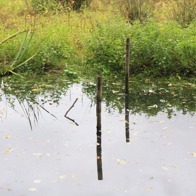 Des poteaux de bois dans le lac contre l'herbe