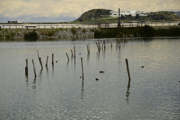 Poteaux en bois pour la pêche le long de la rive sur le lac Titicaca Puno Pérou