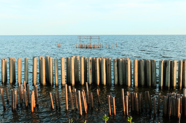 Poteaux pour la protection des forêts de mangrove