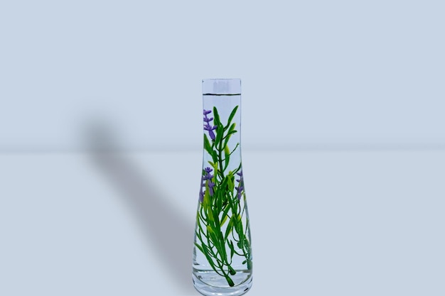 Potes intérieurs Vase et plantes Mockup 3D décoratif