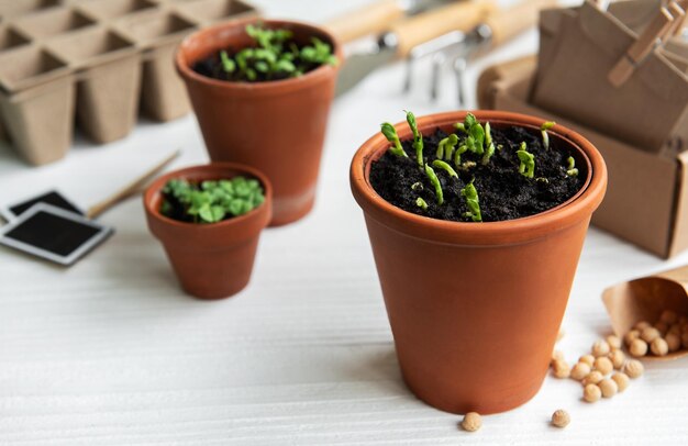 Potes avec des semis de légumes variés