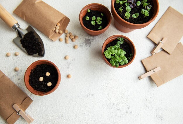 Potes avec des semis de légumes variés