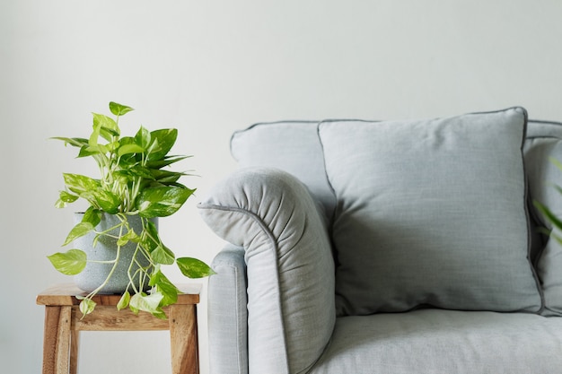 Pothos doré avec canapé de concept maison et jardin