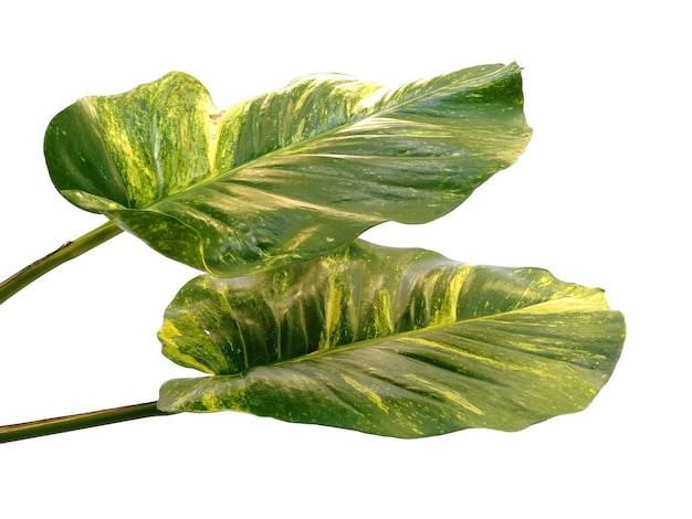 Pothos doré ou feuilles d'Epipremnum aureum sur fond blanc