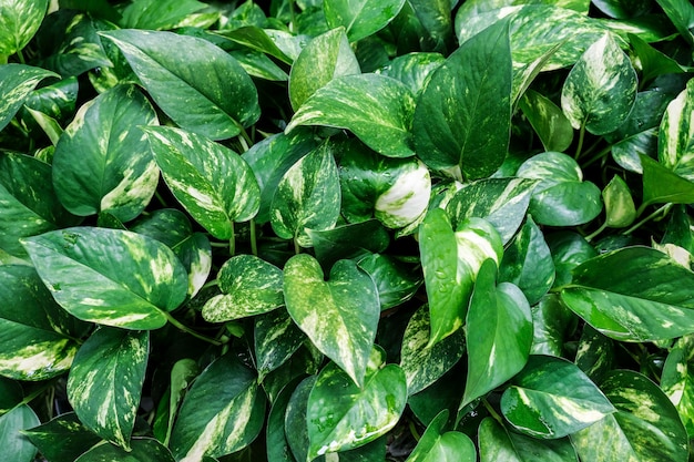 Pothos d&#39;or ou fond de texture Scindapsus aureus