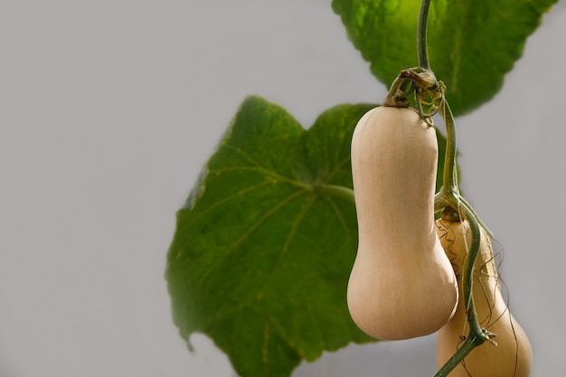 Potiron de courge musquée plantée Il y a des feuilles vertes dans la ferme.