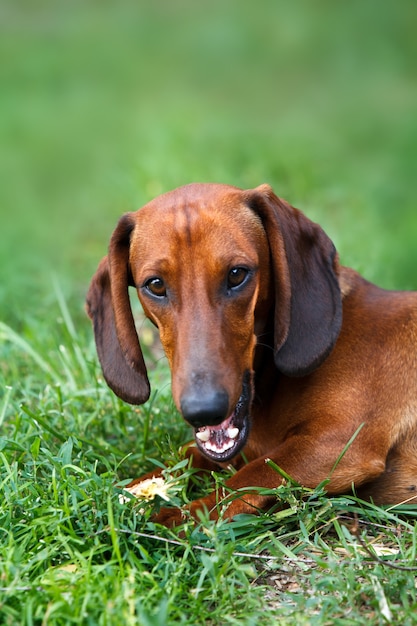 Potrait de chien teckel rouge en plein air