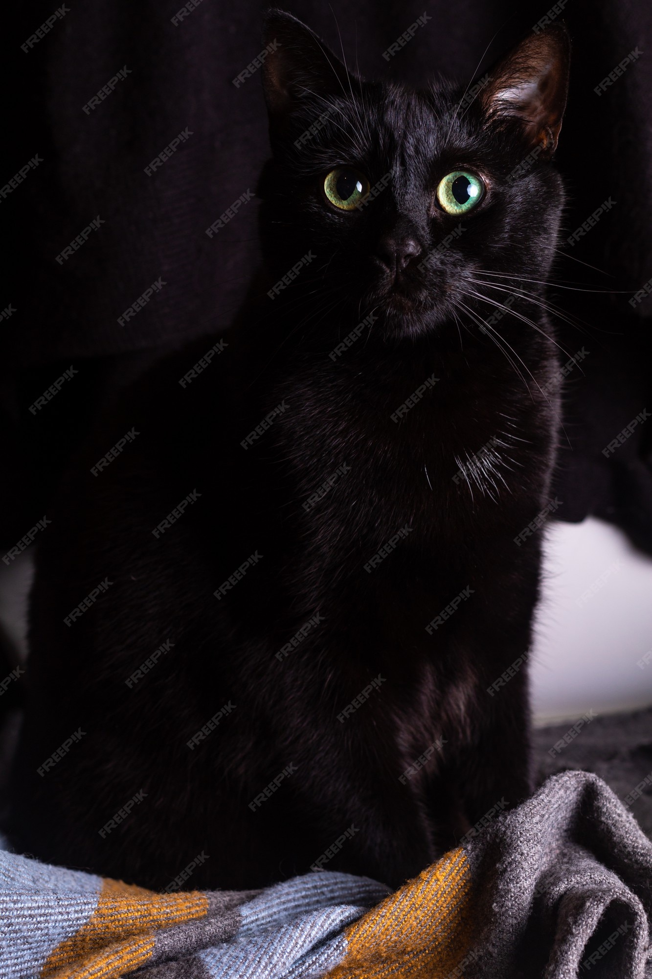Potrait De Mignon Shorthair Europeen Chat Noir Yeux Verts Et Bleus Sur La Couverture Photo Premium