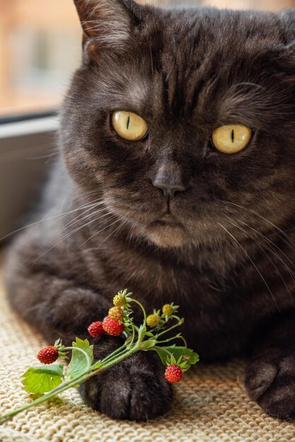 Potrtrait de chat avec des brindilles de fraises sauvages avec des baies mûres rouges allongées sur sa patte en gros plan