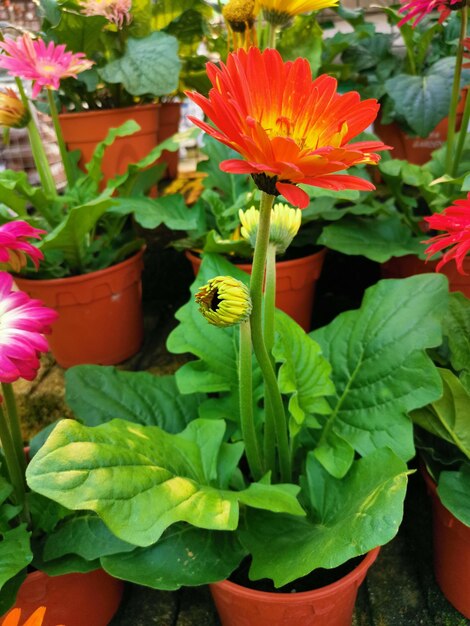 pots de belles fleurs de gerbera colorées