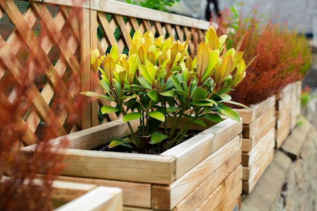 Pots en bois avec des fleurs à l'extérieur