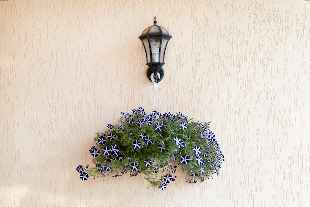 Pots de fleurs bleues sur un mur jaune pâle accroché à une lanterne par une journée d'été ensoleillée