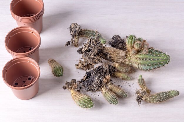 Pots De Fleurs Et Cactus Avec De La Terre