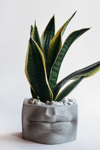 Pots de fleurs élégants avec des plantes vertes. Décoration de maison.