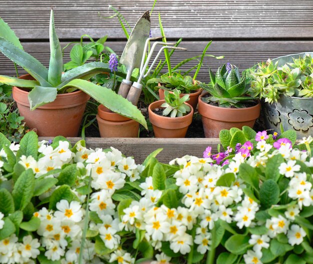 des pots de fleurs et des équipements de jardinage sur une table en bois dans un jardin avec des fleurs en fleurs en arrière-plan