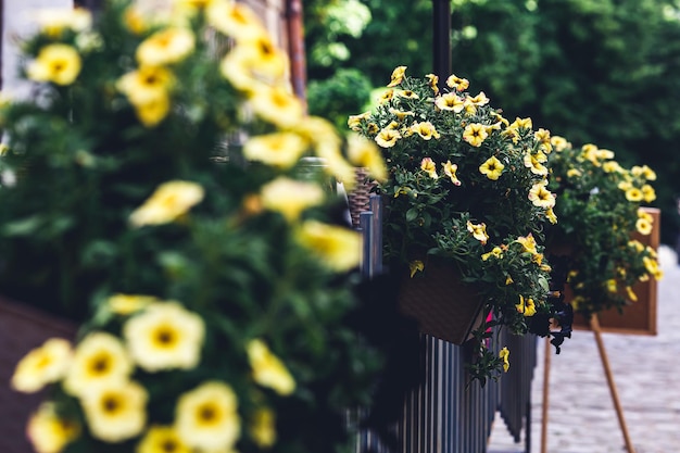 Pots à fleurs jaunes sur clôture en bois