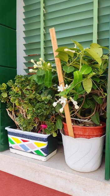 Pots de fleurs lumineux avec des fleurs sur le rebord de la fenêtre sur l'île de Burano, Italie. saveur locale et