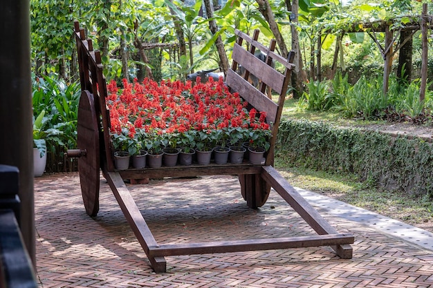Pots de fleurs rouges sur un chariot en bois dans un jardin tropical à Danang Vietnam close up