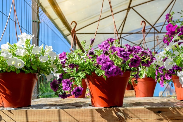 Pots de fleurs suspendus avec de beaux pétunias dans la jardinerie.